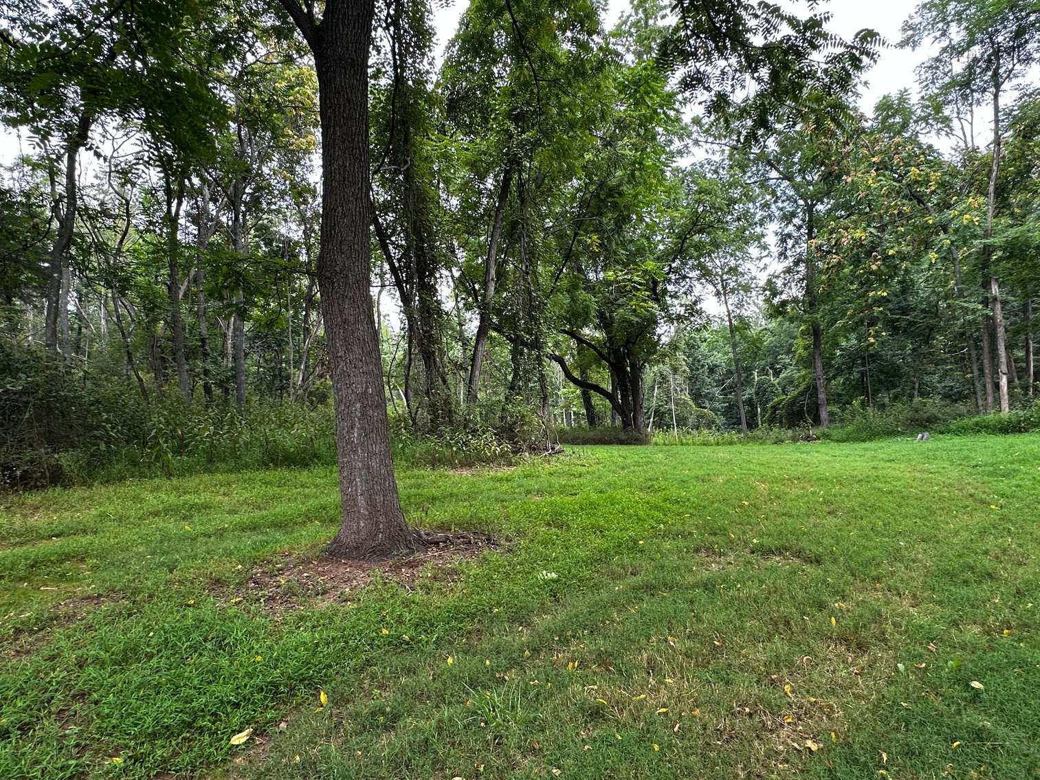 Image for 81 +/- Acre Land Parcel w/Spring House, Access Roads & Tons of Wildlife--Rockingham County, VA