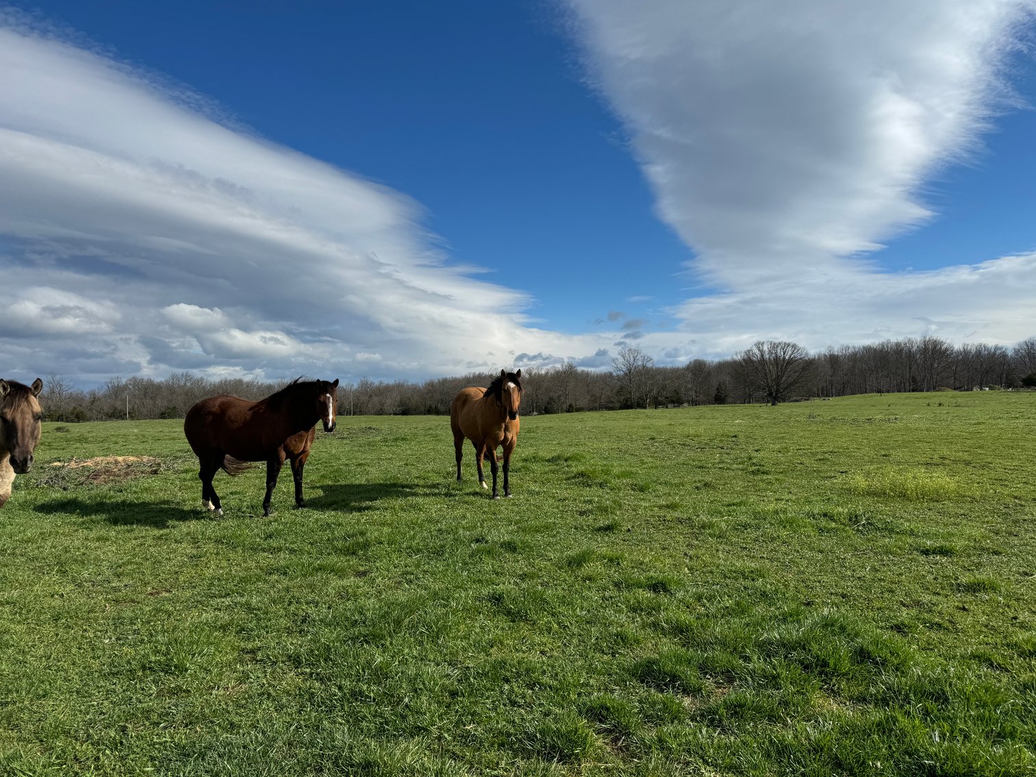 Image for 33.16± Acre Farm in Berryville, VA!