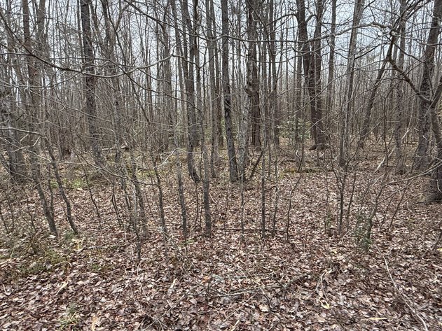 Image for 15.68 +/- Acre Estate Building Lot in Spotsylvania County, VA--ONLINE ONLY BIDDING!!