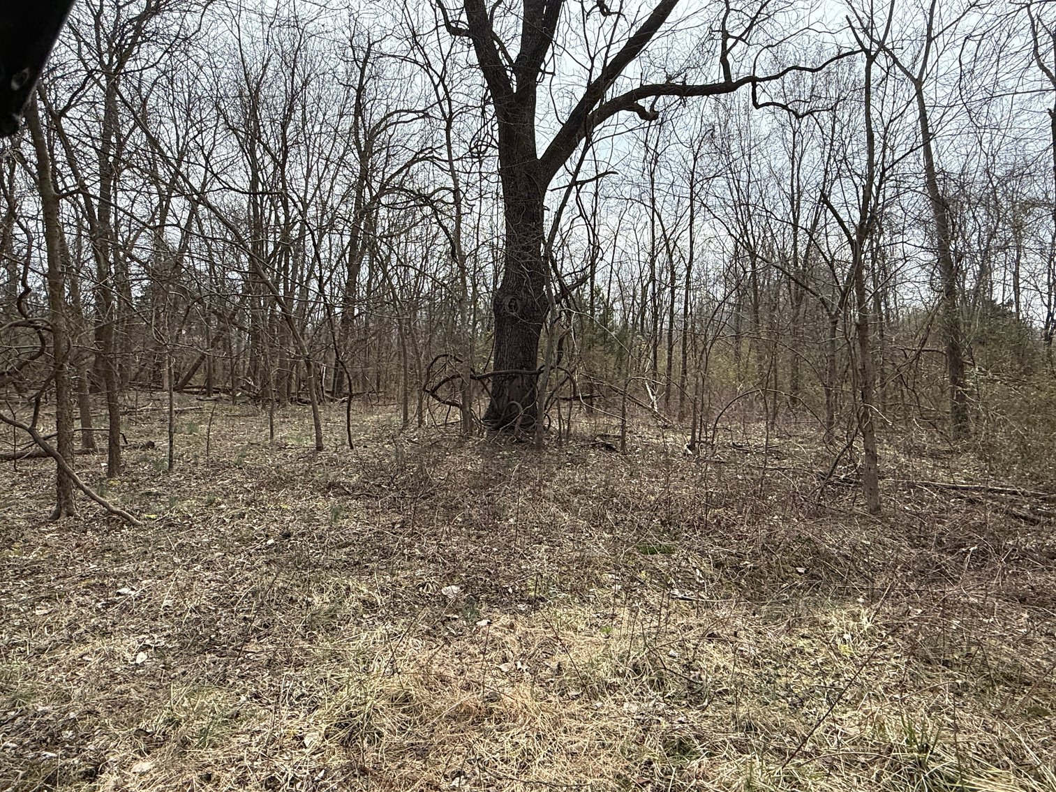 Image for 50 +/- Acre Estate Building Lot in Spotsylvania County, VA-- SELLING to the HIGHEST BIDDER via ONLINE ONLY BIDDING!!