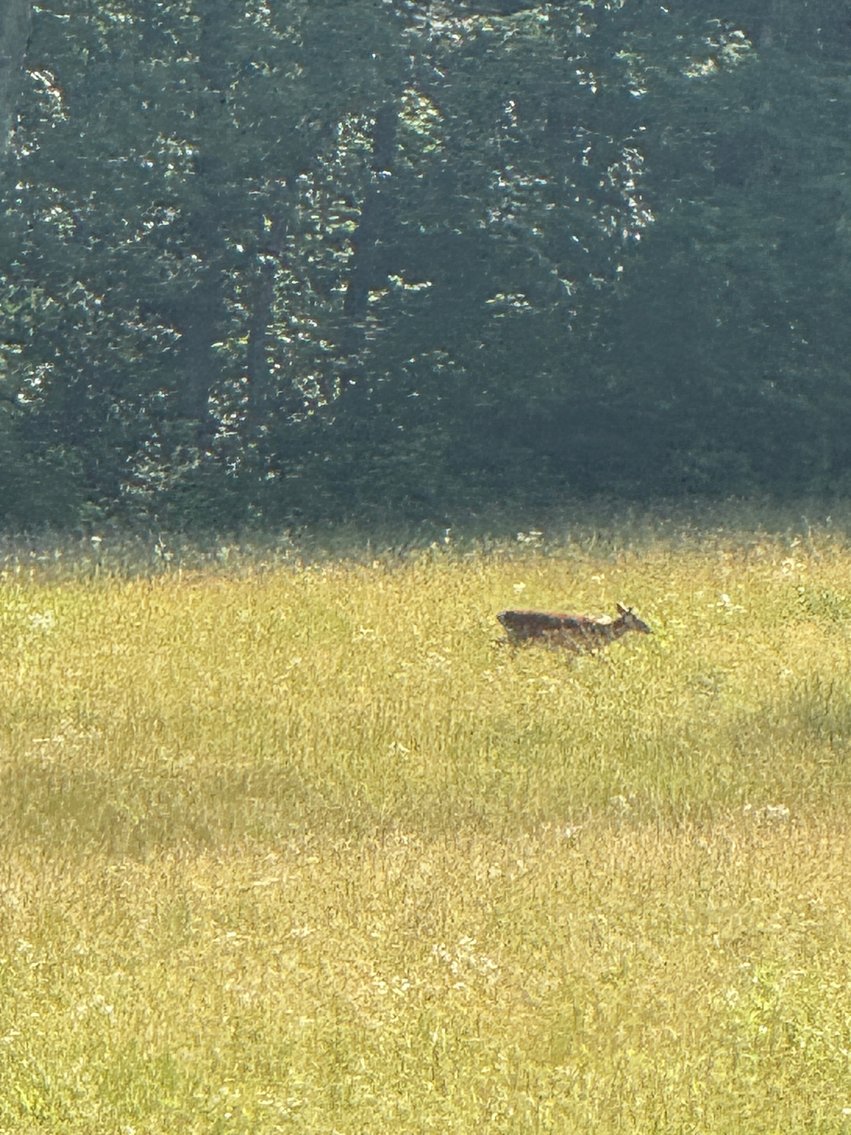 Image for 3 BR/3.5 BA Home w/Barn, Shop Building & Large Pond on 17.88 +/- Acres in Madison County, VA--SELLING to the HIGHEST BIDDER!!