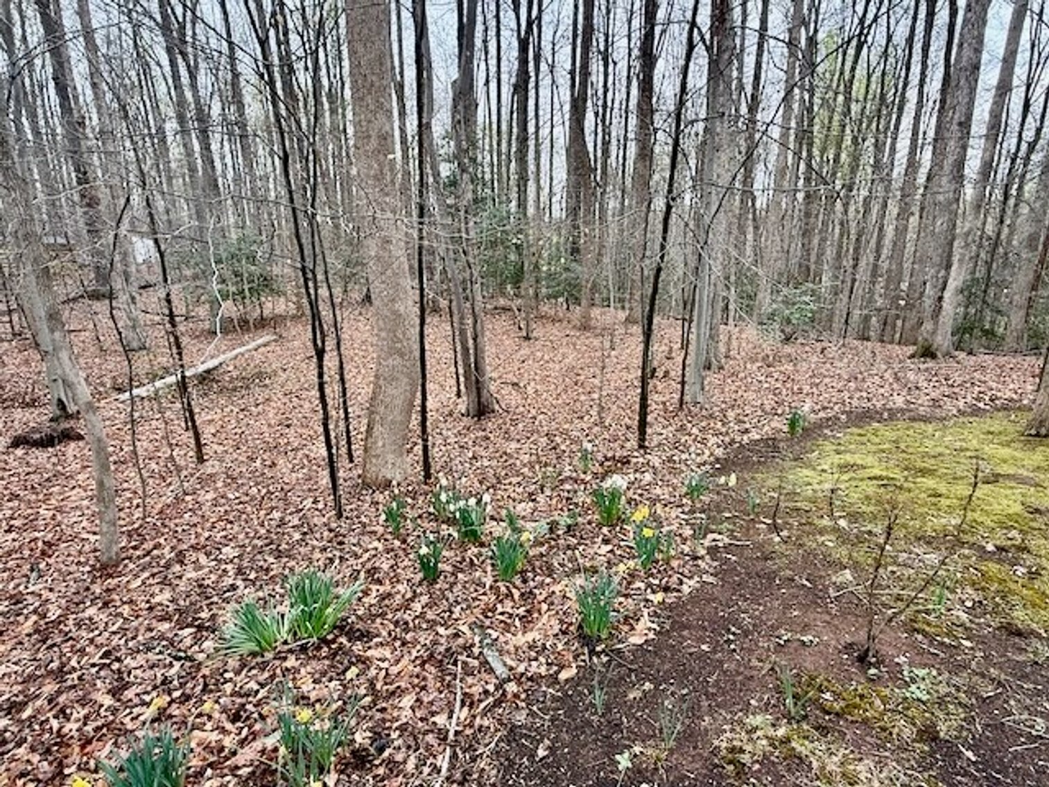 Image for 4 BR/3 BA Home on 2.4 +/- Wooded Acres in the Woodbine Forest Neighborhood of Prince William County, VA