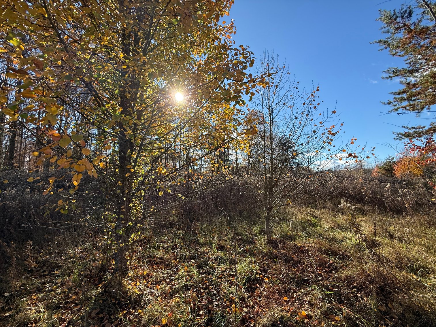 Image for 5.2 +/- Acre Mostly Wooded Building/Estate Lot in Orange County, VA--SELLING to the HIGHEST BIDDER via ONLINE ONLY BIDDING!!