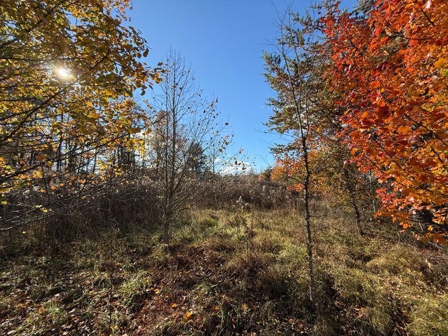 Image for 5.2 +/- Acre Mostly Wooded Building/Estate Lot in Orange County, VA--SELLING to the HIGHEST BIDDER via ONLINE ONLY BIDDING!!