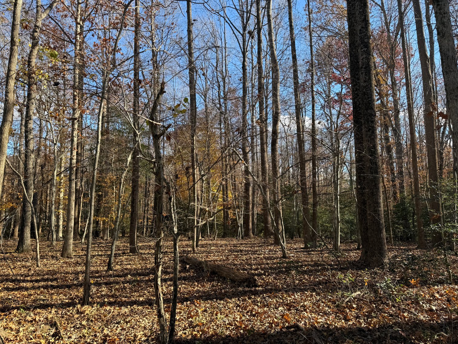 Image for 5.2 +/- Acre Mostly Wooded Building/Estate Lot in Orange County, VA--SELLING to the HIGHEST BIDDER via ONLINE ONLY BIDDING!!