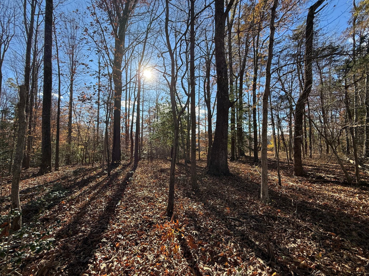 Image for 5.2 +/- Acre Mostly Wooded Building/Estate Lot in Orange County, VA--SELLING to the HIGHEST BIDDER via ONLINE ONLY BIDDING!!