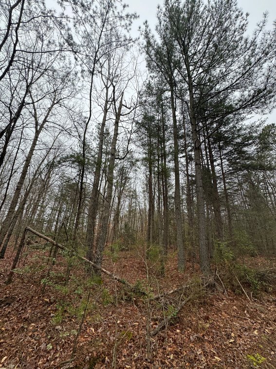 Image for Spotsylvania County, VA Sale of Tax Delinquent Real Estate