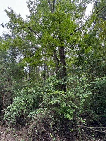 Image for King William County, VA Sale of Tax Delinquent Real Estate