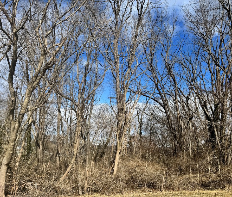 M.W. Taylor, Mangohick District; Near Endfield Rd; Unimproved lot; 8.7 acres, more or less, Tax Map ID 19-55A