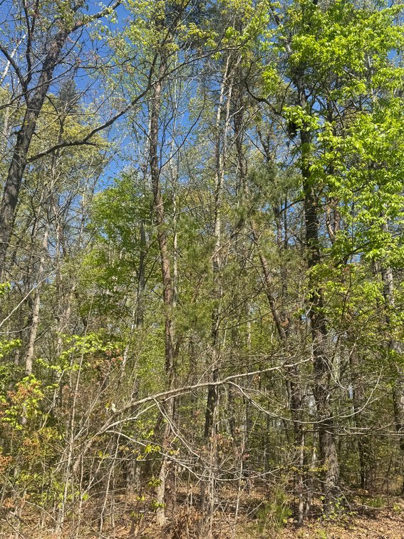 Wyatt Kent and Ethel Kent, near Jefferson Ln; 0.50 AC +/-, 1 mile South of the Town of Gordonsville, Green Springs Magisterial Dist., Tax Map ID 9-85