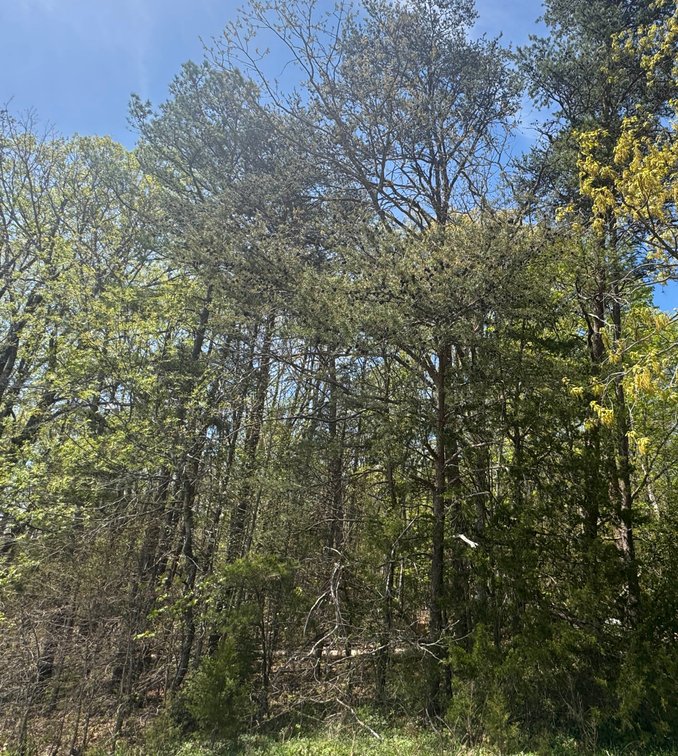 Jewell M. Schaefer, corner of S Lakeshore Dr. & Red Cedar Rd, Lot No. 96, Subd. Of Blue Ridge Shores, Green Springs Magisterial Dist., Tax Map ID 13A3-1-96
