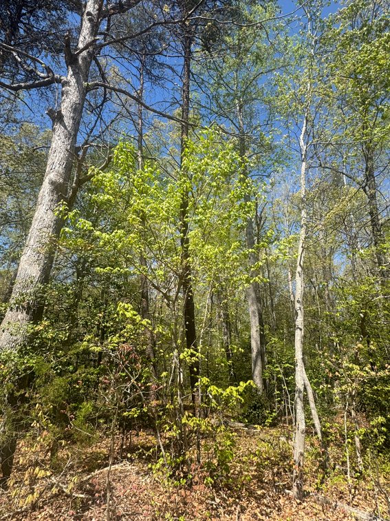 Bessie G. Moody, near Johnson Rd, 4 AC +/-, Cuckoo Magisterial Dist., Tax Map ID 44-22
