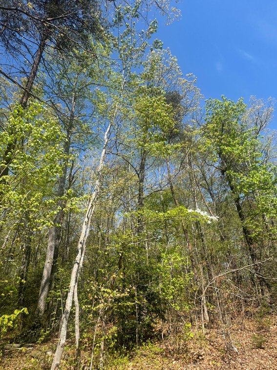 Calvin B. Greene & Alice T. Greene, near Victory Ln. & Spring Rd., 3 AC +/-, Mineral Magisterial Dist., Tax Map ID 43-11-A3