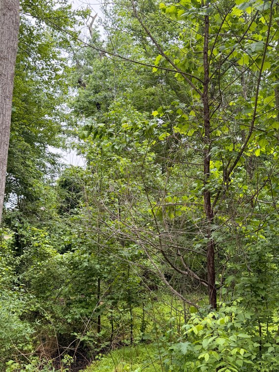 Electra Butcher, Near Barberry Trail and French Road, Lorton; Vacant Land; Gunston Manor; Lots 13 and 15; Block 59; Section B; 4,000 Square Feet, More or Less
