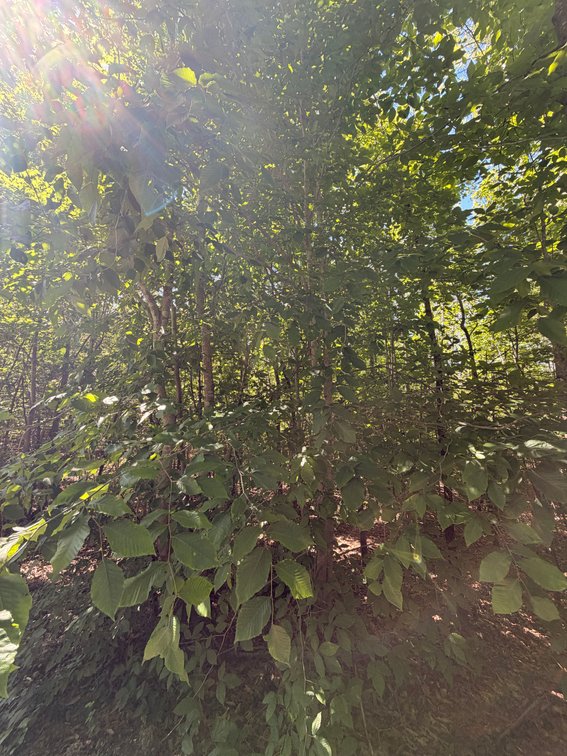 Helen C. Miggins, c/o Paula Mickens, Vacant; near West Bottom Road, Bremo Bluff 23022, Tax Map ID 59-A-94