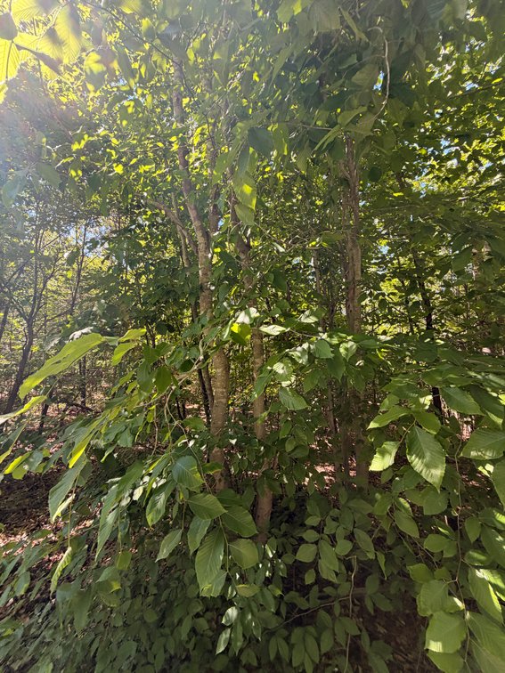 Steve James Dabney, Vacant; near Franklin Lane and Rising Sun Road, Palmyra 22963, Tax Map ID 31-A-106A