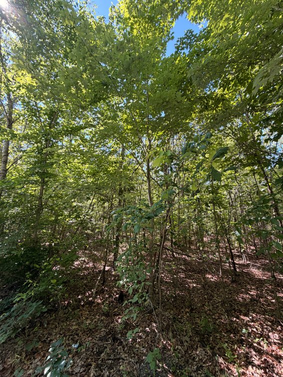 James Jr., and Miamie Tompkins, Vacant; near Creasy Town Lane, Bremo Bluff 23022, Tax Map ID 58-2-3