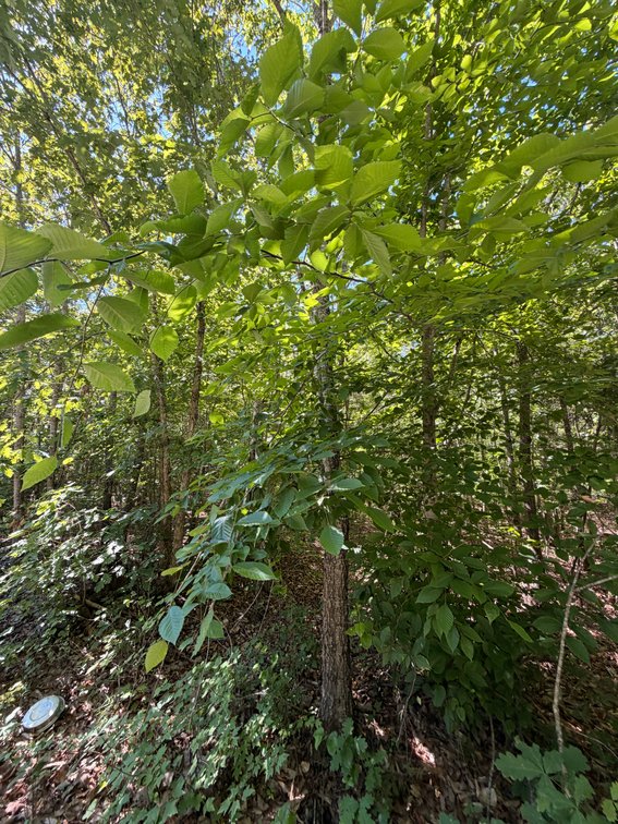 John C. Turner, Vacant; near Beals lane and Napier Lane, Scottsville 24590, Tax Map ID 46-A-15