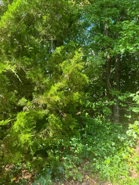 Margaret H. Dean, Lot behind 1653 Randolph Ave., Tax Map ID 063-014-0000-0005