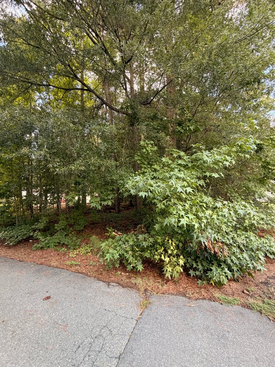 Felstein, Lot 232, on Loblolly Road, Tax Map 93A1-1-232