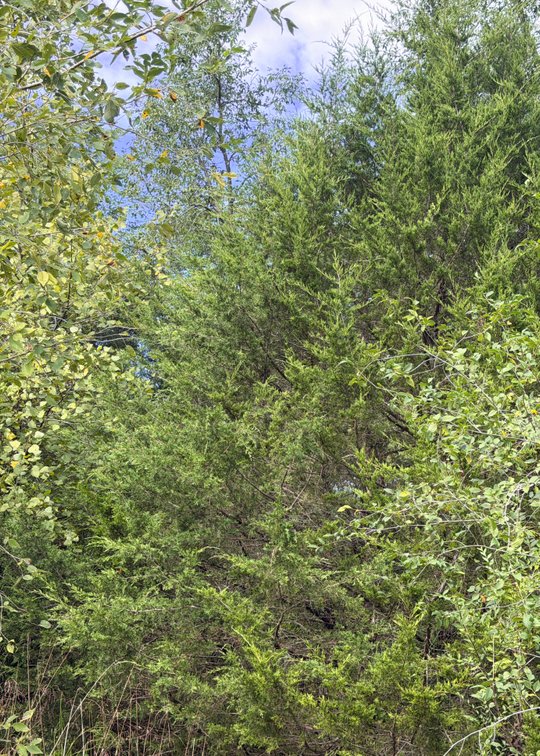 Platinum, 0.27 acres, more or less, end of White Meadow Drive, Tax Map 56D-1-7A