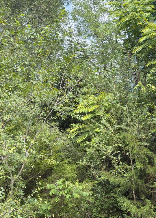 Carden, 0.5 acres, more or less, on Edwards Road; Tax Map 56-A-137