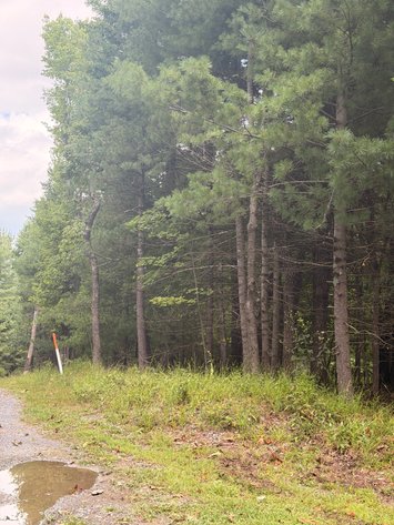 Image for Shenandoah County Tax Delinquent Sale