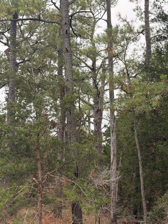 Image for Mathews County Tax Delinquent Sale