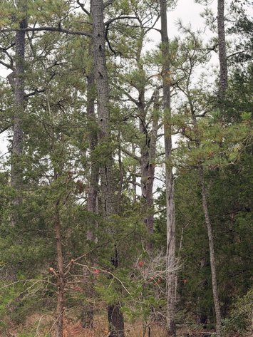 Image for Mathews County Tax Delinquent Sale