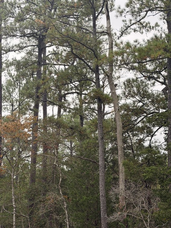 Image for Mathews County Tax Delinquent Sale