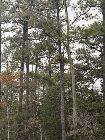 Image for Mathews County Tax Delinquent Sale