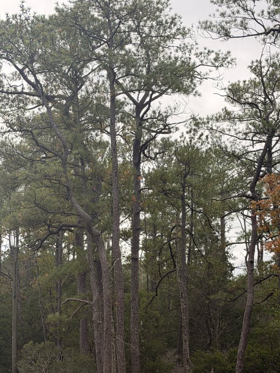 William P. & Lena B. Brunson, 5.55 acres +/- near Ridgefield Road, Tax Map ID 35-A-176