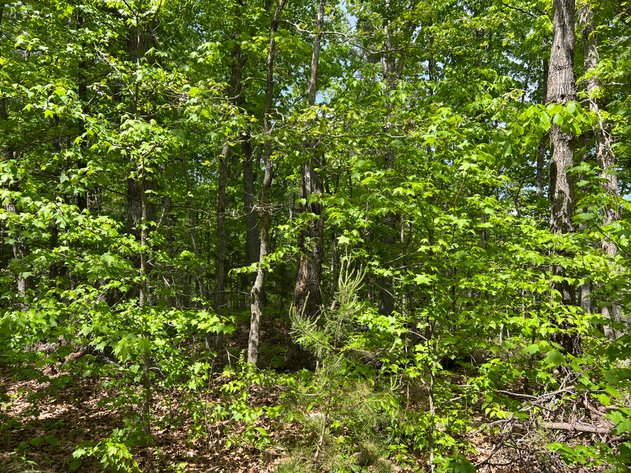 Image for Louisa County Tax Delinquent Sale