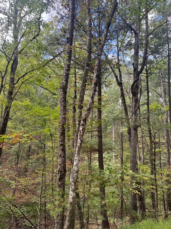 Image for Stafford County, VA Sale of Tax Delinquent Real Estate 10-28-2025