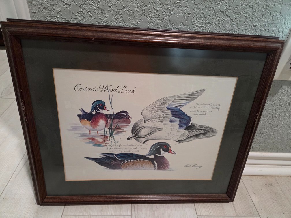 Bob Berry North American Duck Collection Prints