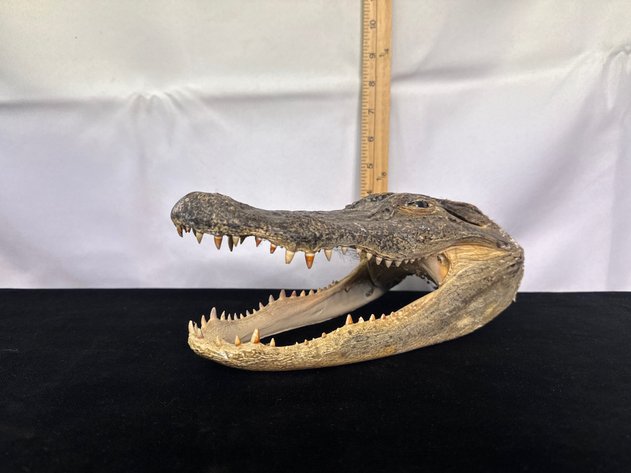 Online Only Auction