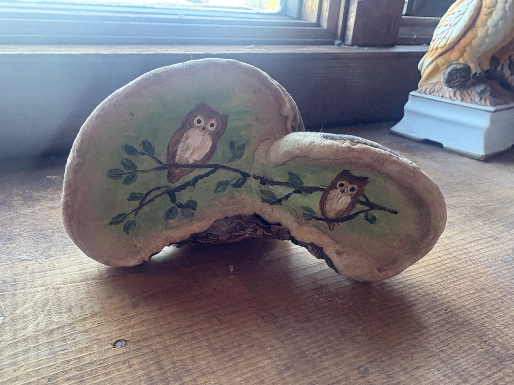 Painted Owl Conk Decor