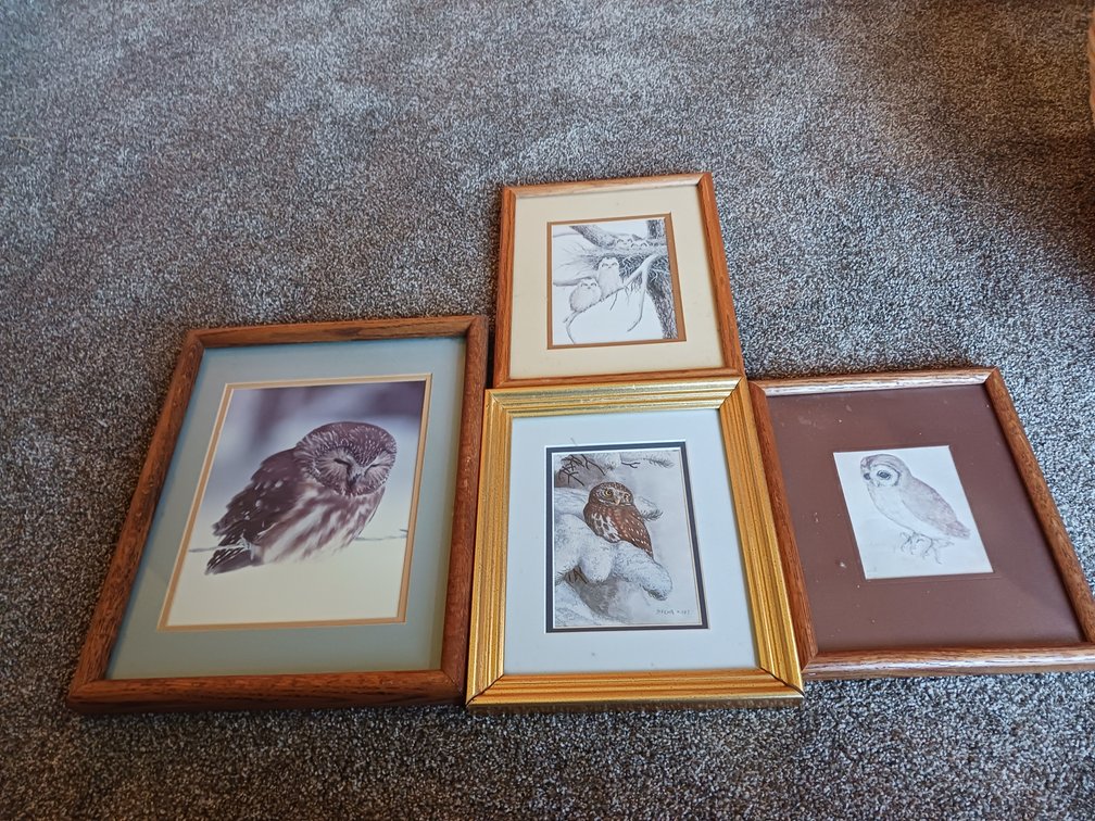 Misc. Owl Framed Prints