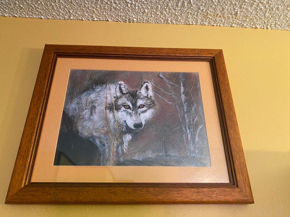 Timber Wolf Framed Print