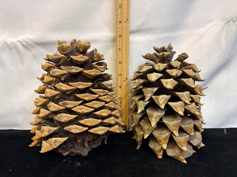 Vintage Huge Pinecones