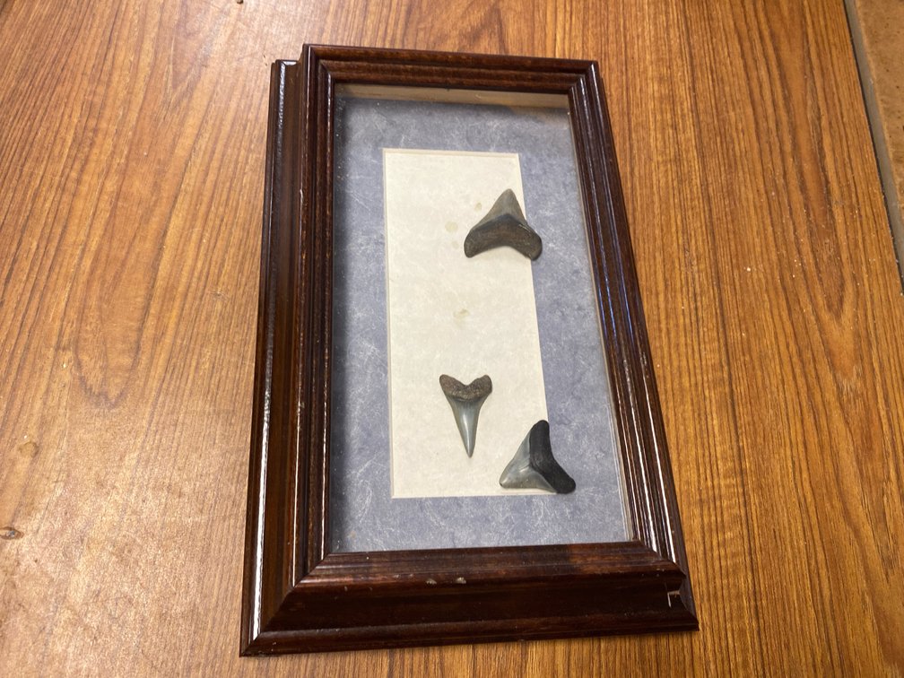 Wooden Shadow Box Frame w/Shark Teeth