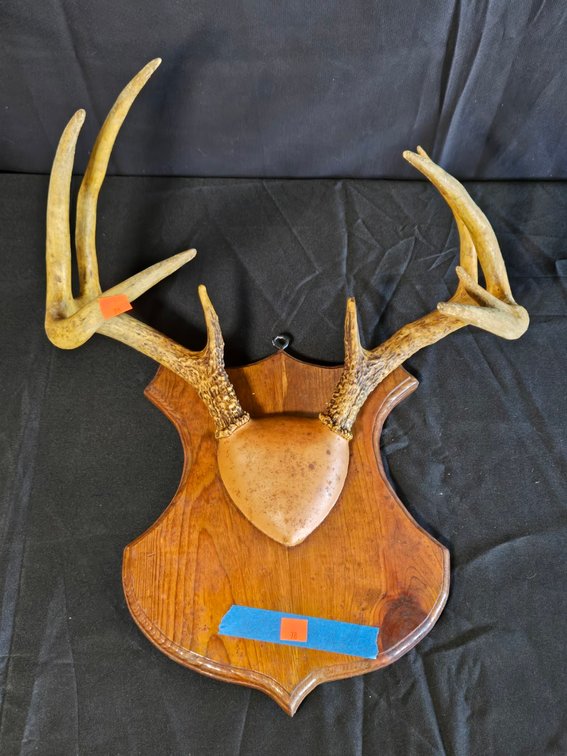 9-Point Buck Antlers on Wooden Plaque-Gar