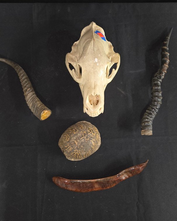 Skull, Set Horns, Box Turtle Shell-Well Rm