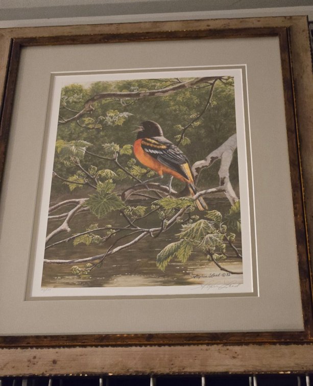 Stephen Leed, "Riverside Sycamore - Baltimore Oriole"