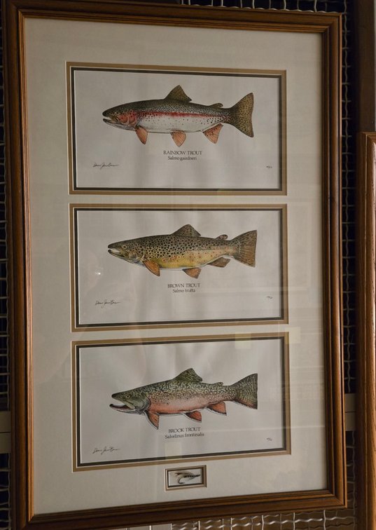Dann Jacobus, "Rainbow, Brook, and Brown Trout"