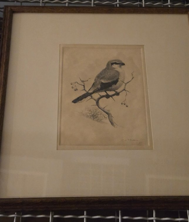 E.L Poole, "Northern Shrike"
