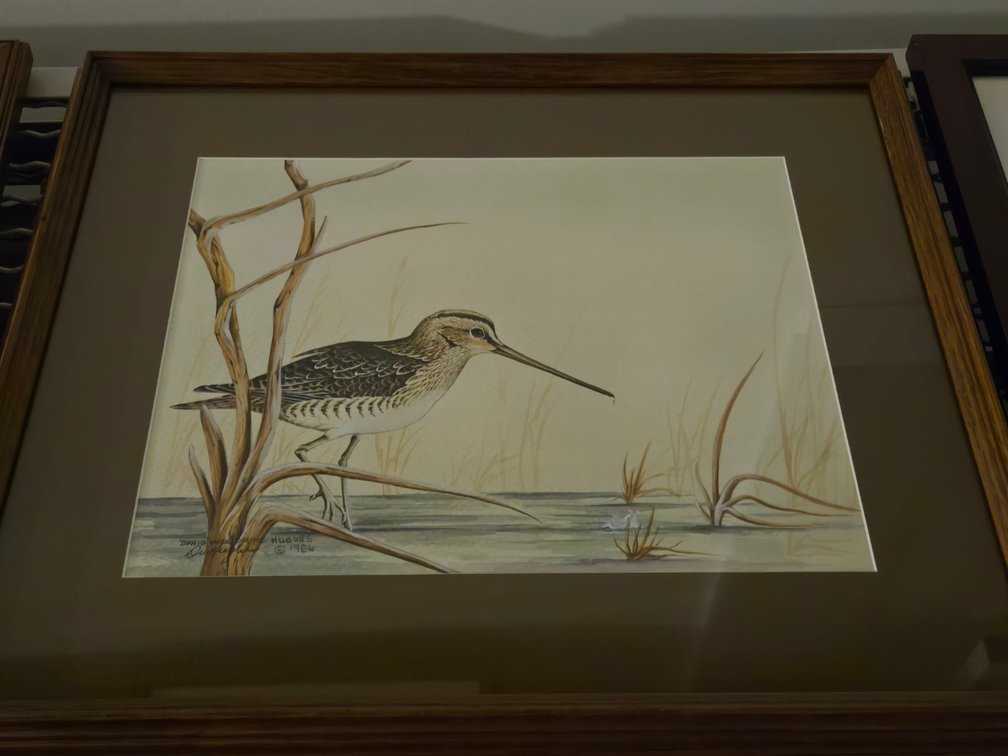 David Hughes, "Wilson's Snipe"