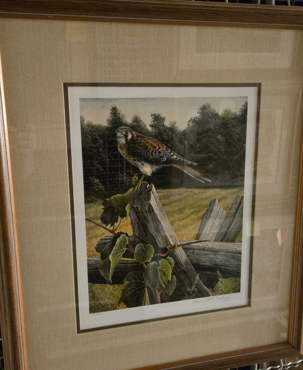 Laura Mark-Finberg, "Ontario Summer - Kestrel"