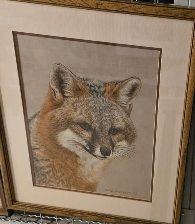 Rob Arbogast, "Gray Fox"