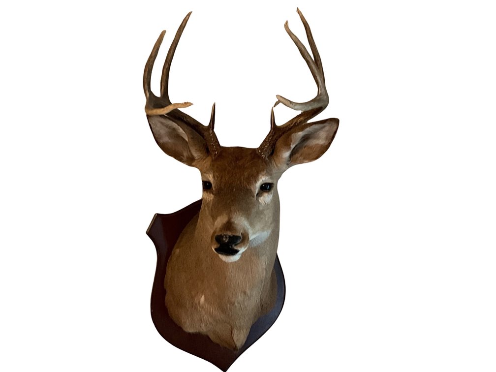 Two 8-Point Whitetail Buck Shoulder Mounts